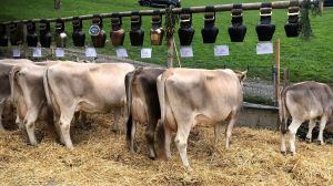 B73_Riedi Peter Brglen_ENZIAN 2 CH 120.0276.7402.1 EAGLE-ET 